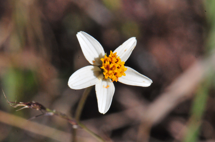 Bigelow's Beggarticks has small white and orange flowers, some without ray florets or 1 to 5 as in the photo. This species blooms from July to October across its geographic range. Bidens bigelovii 
